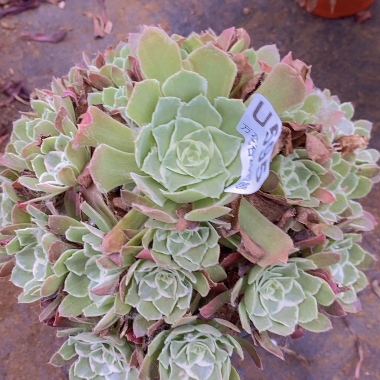 【闪购商品】595浣纱