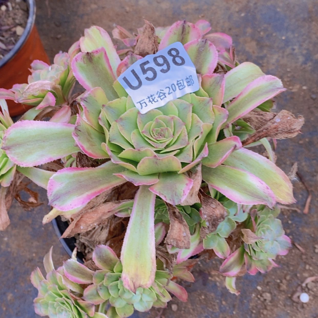 【闪购商品】598沙皇