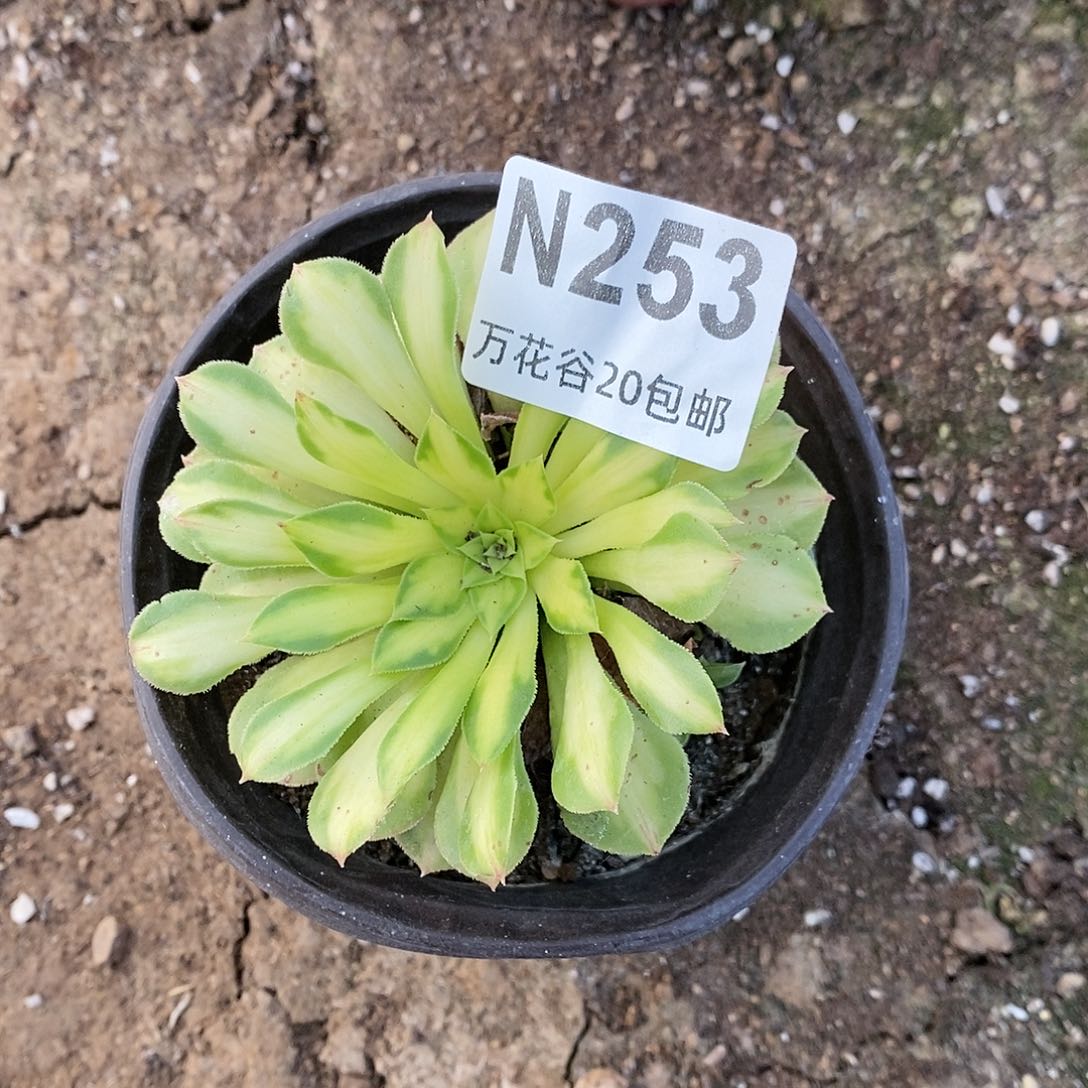 253不认识多肉植物