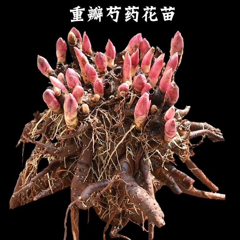 【特价】芍药带芽种球根块四季开花重瓣耐寒耐旱盆栽地栽街道绿化