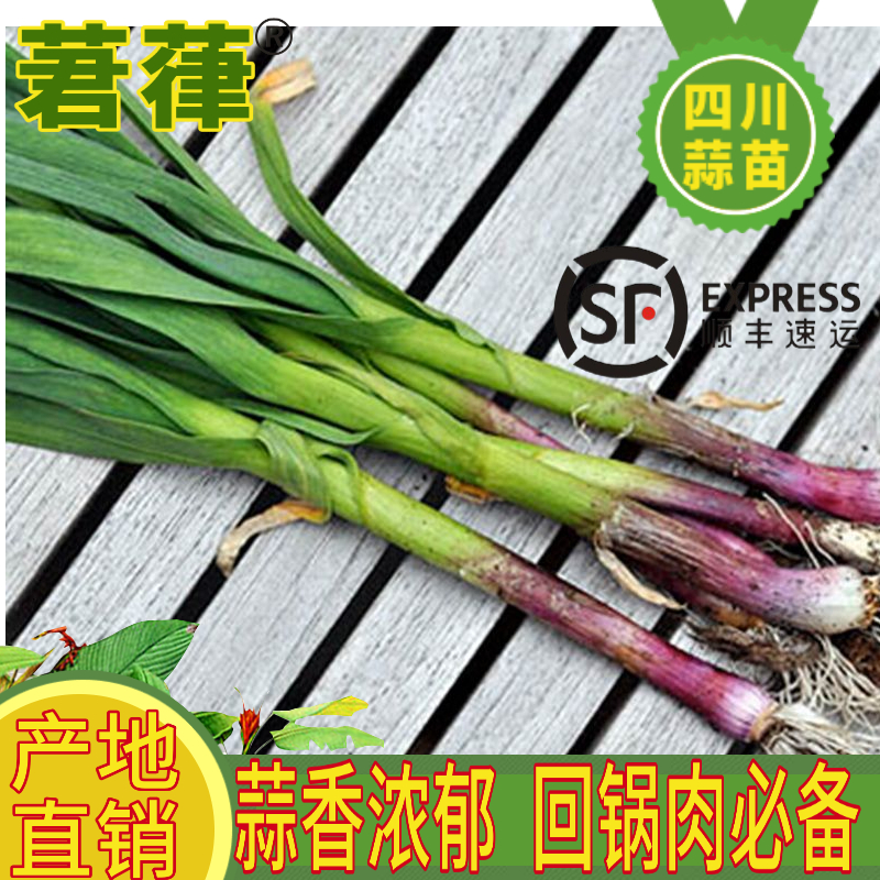 【蒜苗   顺丰包邮】四川蒜苗新鲜蔬菜红皮青蒜苗香蒜苗1/2/3/4/5斤