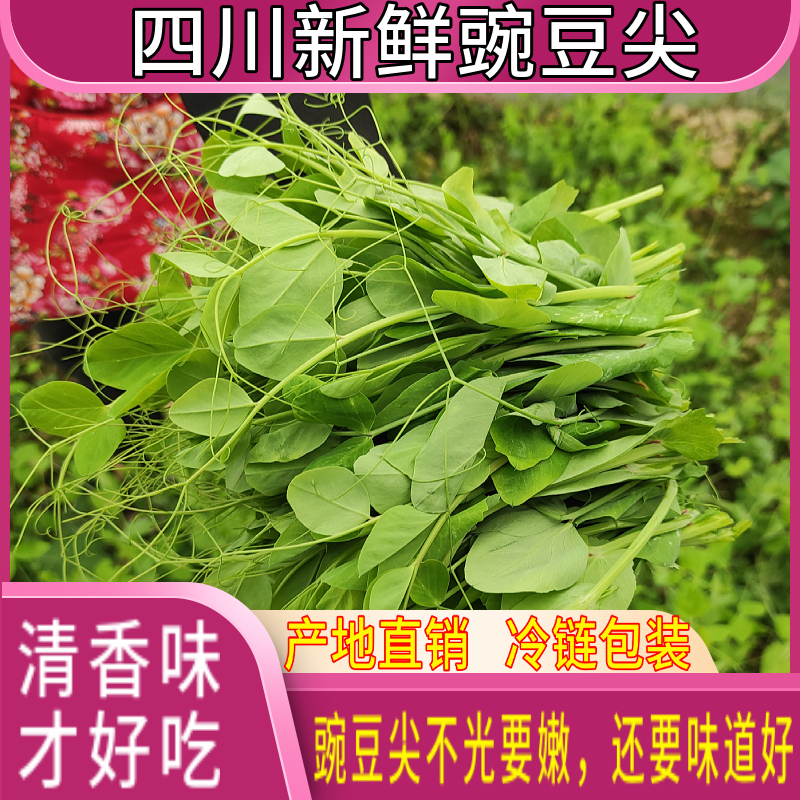 【70% 嫩度豌豆尖】四川现摘现发新鲜豌豆尖豌豆苗0.5/1/2/3/4斤