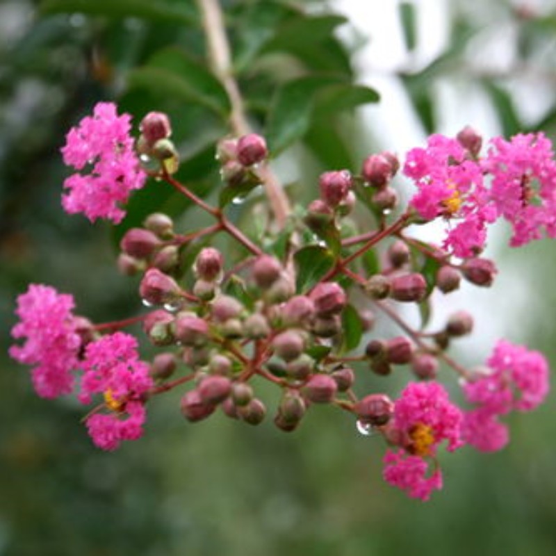 紫薇百日红别墅庭院花卉绿植奈寒夏季开花室外庭院花开百日红基地