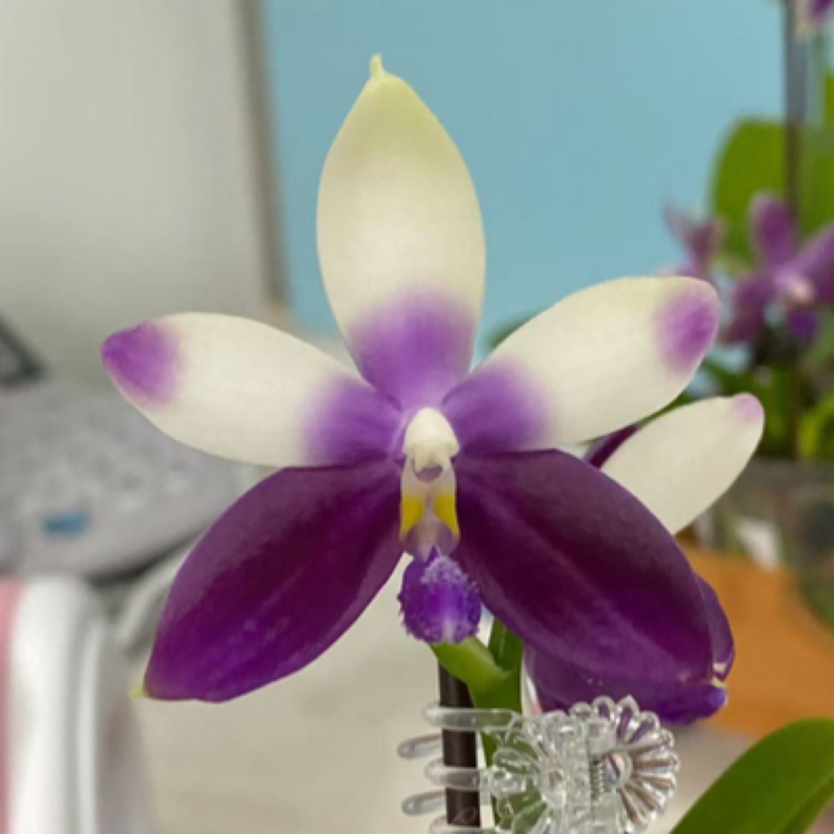 原生蝴蝶兰“蓝海豚”4.5寸壮苗带香味分生苗四季开花好养活