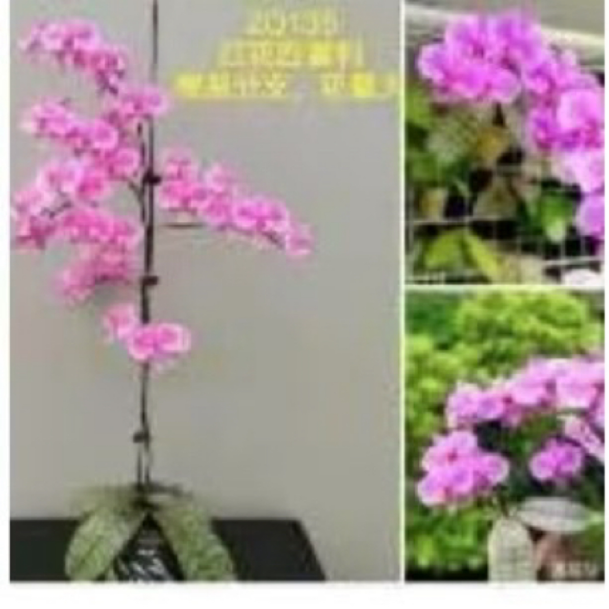 西雷利“银虎斑”蝴蝶兰1.7寸好养活四季开花盆栽花卉观赏