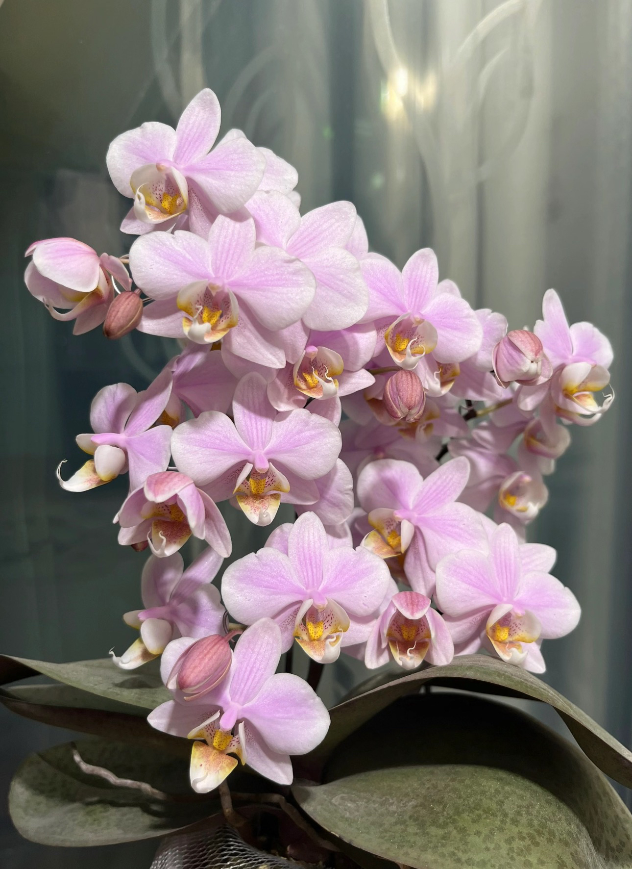 原生蝴蝶兰兰花客厅“槟榔西施”2.8寸好养活四季开花有香味威尼斯