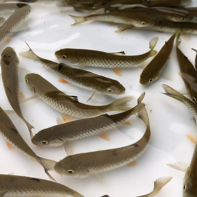 漓江野生军鱼 观赏军鱼