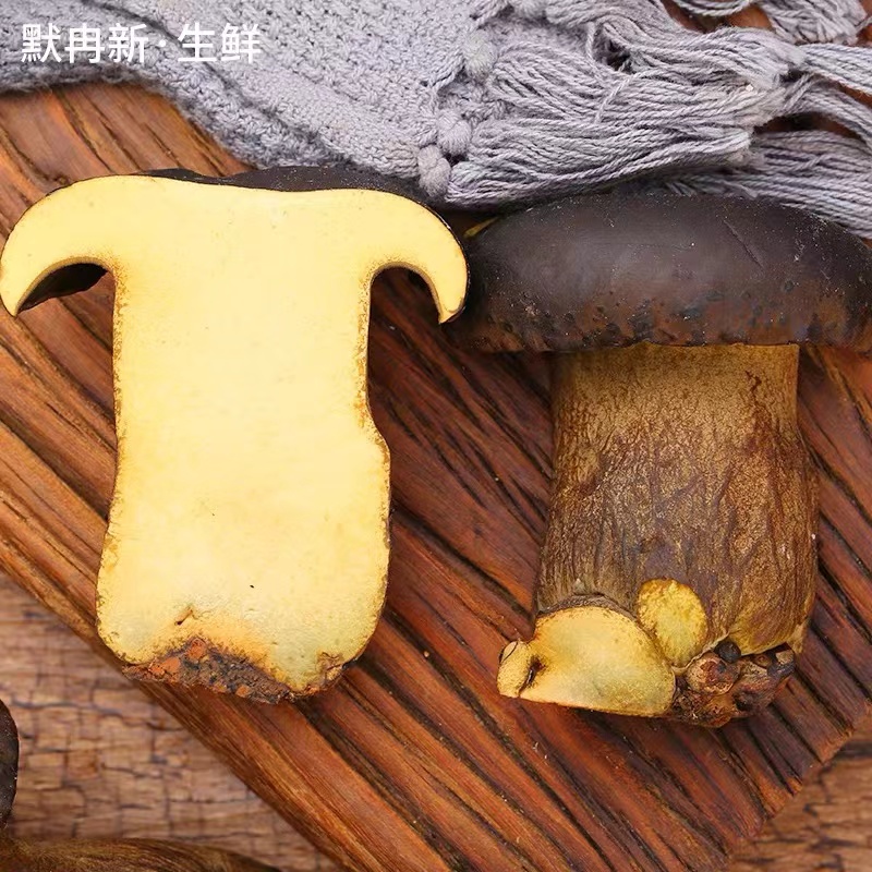 2024年云南培植新鲜挑选黑牛肝菌 顺丰冷链包邮