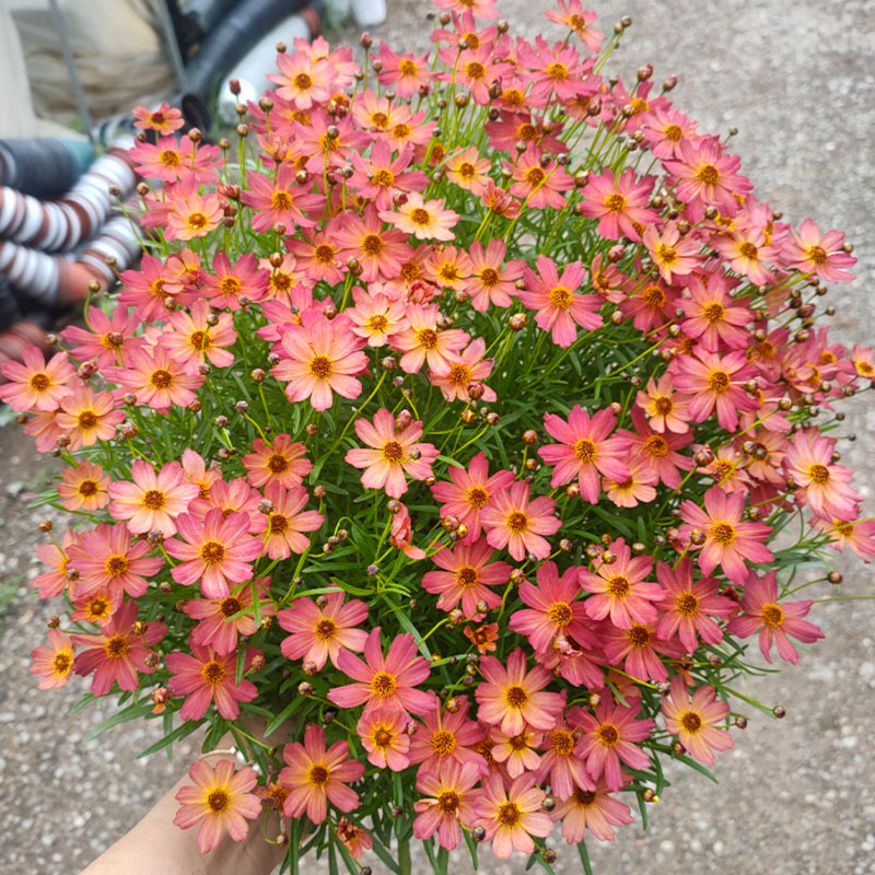 金鸡菊耐热 耐寒 多年生宿根花卉（带花苞发货） 耐晒 花海