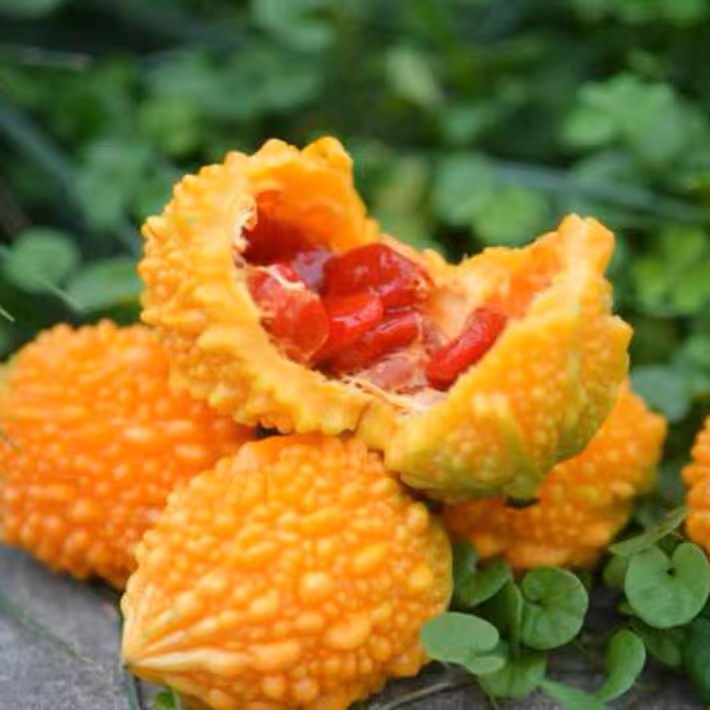 拍三送一赖葡萄金铃子小癞瓜黄金小苦瓜庭院家庭种瓜果蔬菜种籽