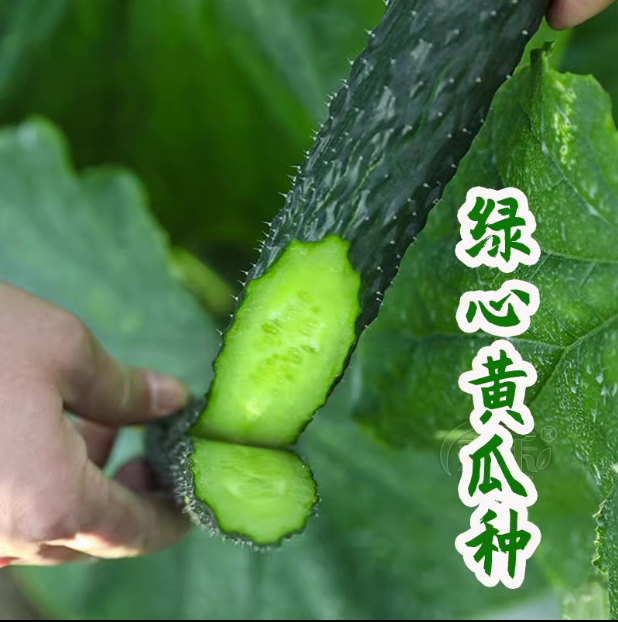 津研七号黄瓜种子密刺大黄瓜四季盆栽蔬菜种籽【新疆西藏不包邮