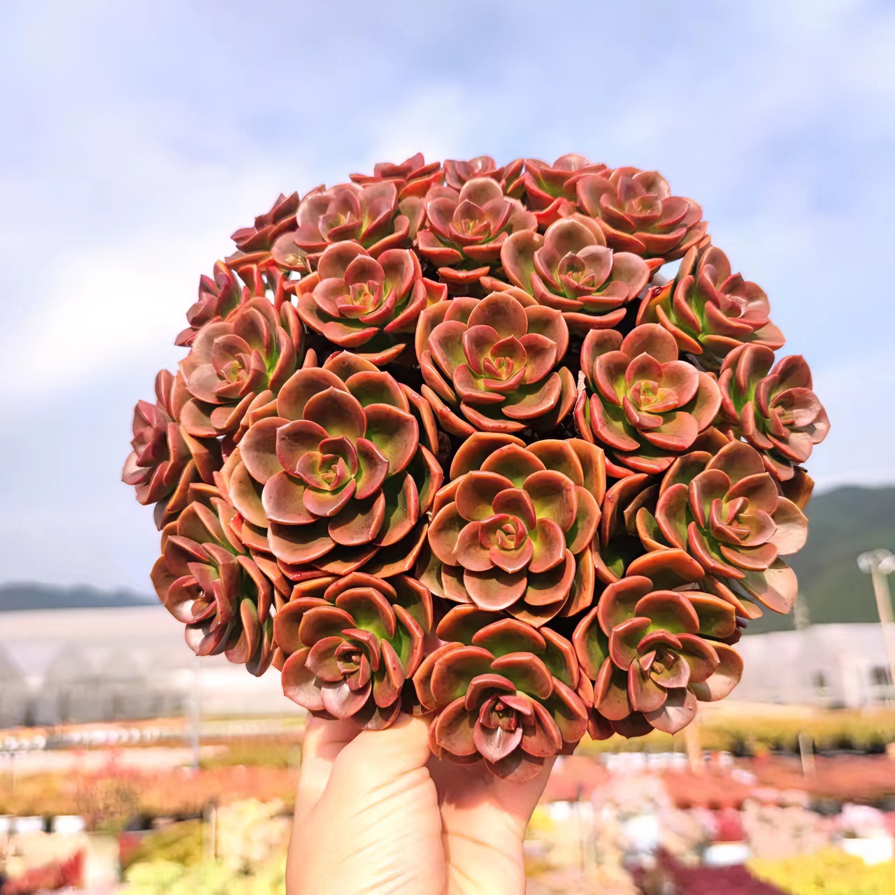 B大手捧花红酒玫瑰 耐旱喜阳 新年必备款  品相好   基地直发好养