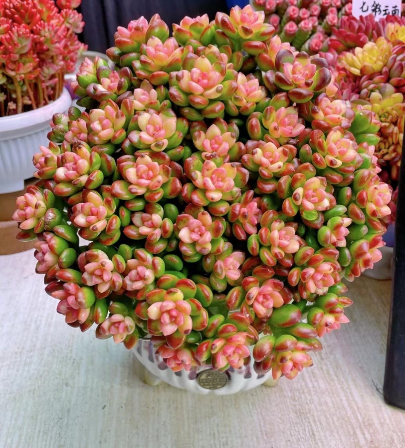 Y 丸叶松绿锦超大盆 新年必备耐旱喜阳 阳台绿植盆栽 新手好养