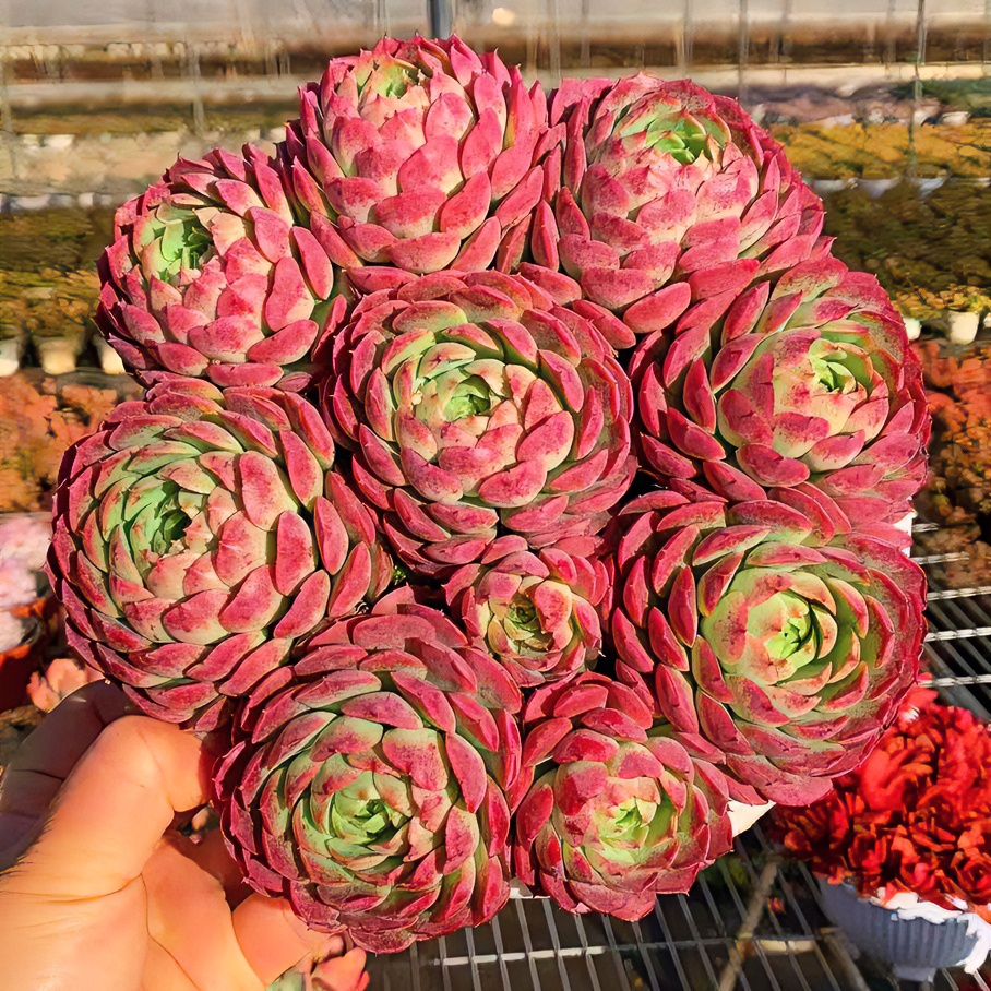 M群生富贵球 划算 多年群生 好养 抱仔多好繁殖 新年节日喜气多肉