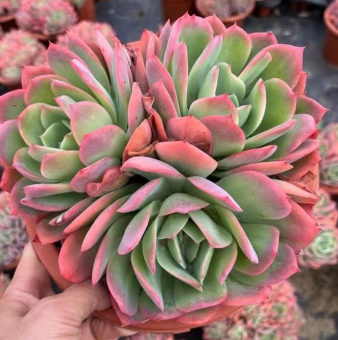 Y 绮罗（拍一发二）  耐旱喜阳 阳台绿植盆栽 新手好养