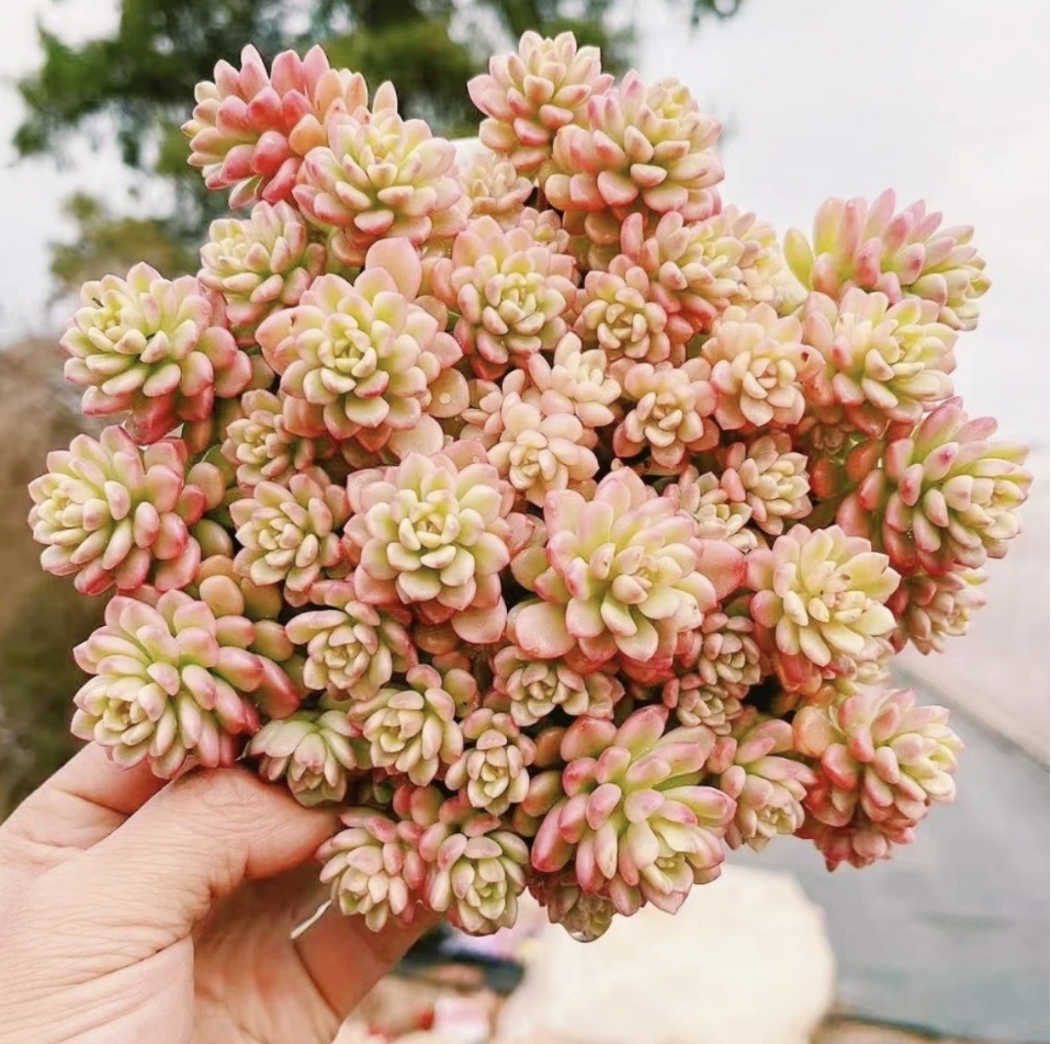 T 繁星多肉 15-18cm精品基地新研发耐寒耐旱喜阳通风