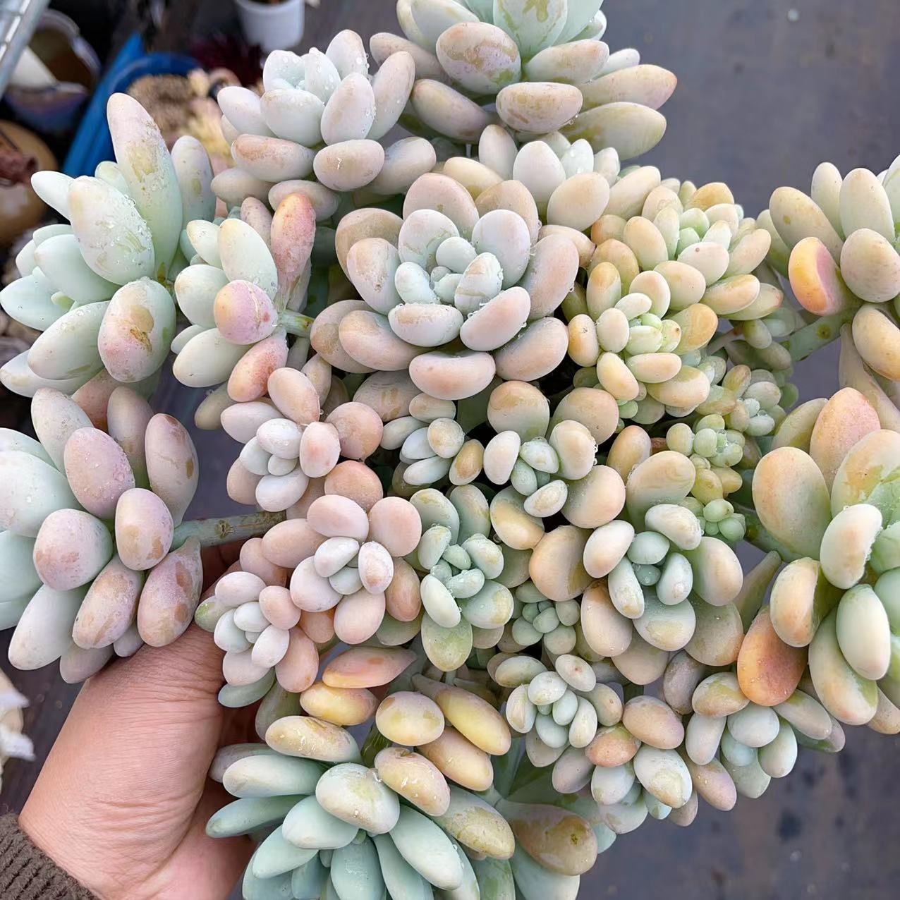 X奶酪蛋糕  耐旱喜阳 阳台绿植盆栽 新手好养