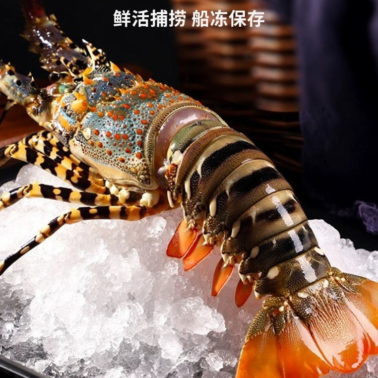 冻发衫龙虾 澳洲龙虾士顿龙虾波龙花龙纯海鲜顺丰包邮野生进口