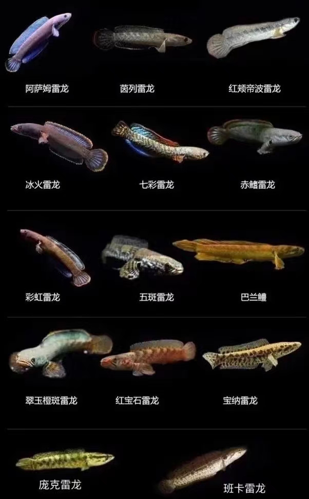 一鱼一拍'直播间挑鱼`雷龙观赏鱼宠物猛鱼互动发货小鱼观赏鱼