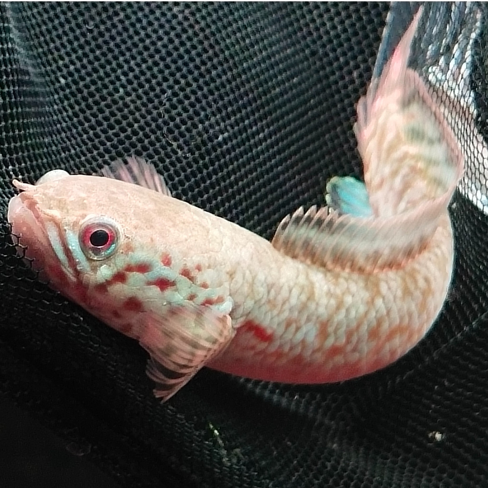 原产地七彩雷龙观赏鱼直播间挑鱼猛鱼宠物淡水小鱼观赏鱼活体发货