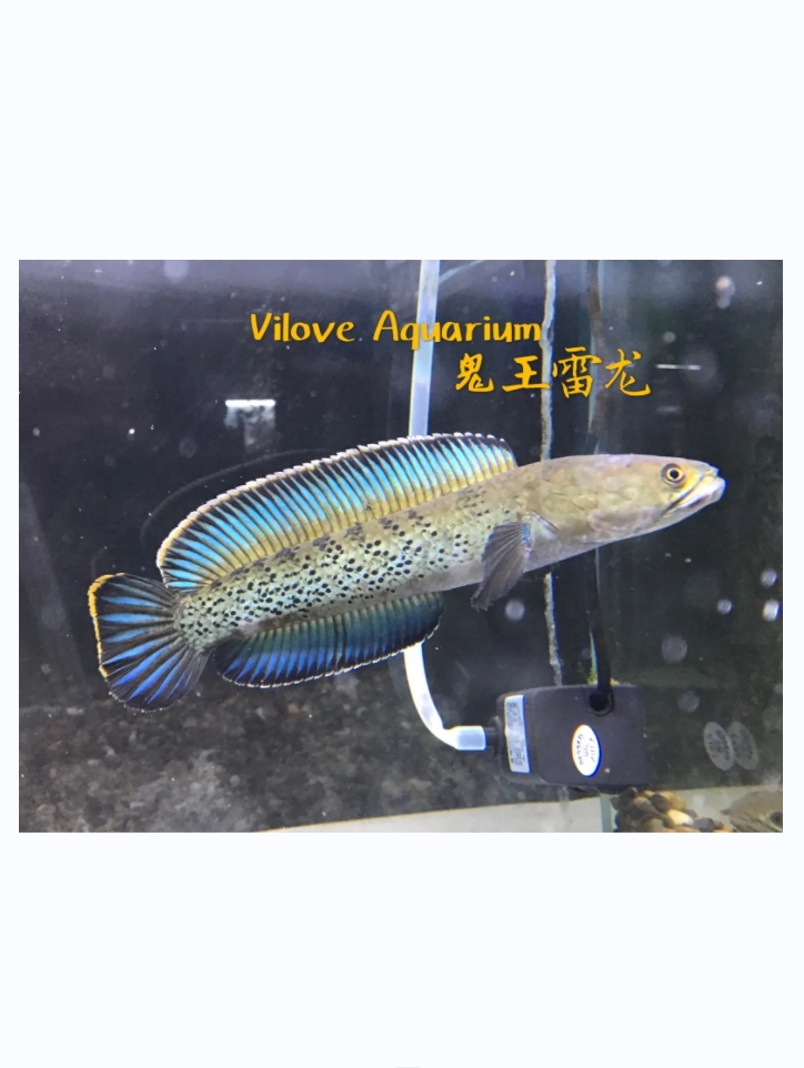 印尼鬼王6-8互动好猛鱼直播间挑鱼活体宠物小鱼观赏鱼发货