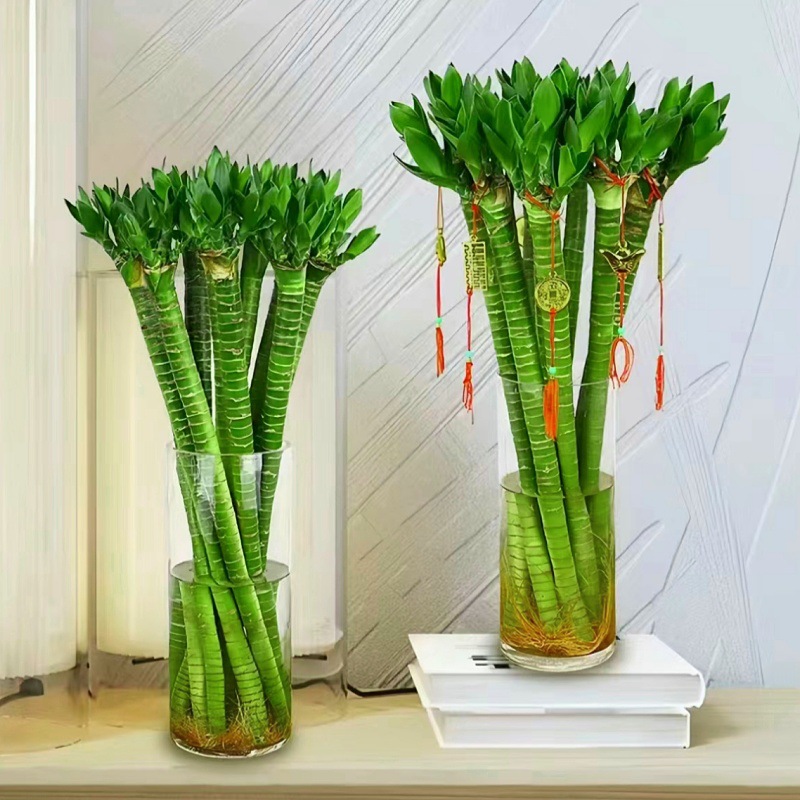 3支 带根龙竹 文昌竹 荷花竹 发财竹 富贵竹 水养客厅转运竹 绿植