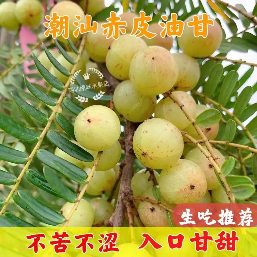 潮汕赤皮油柑小果油甘果酸涩度低回甘好生吃榨汁煲汤包邮新鲜