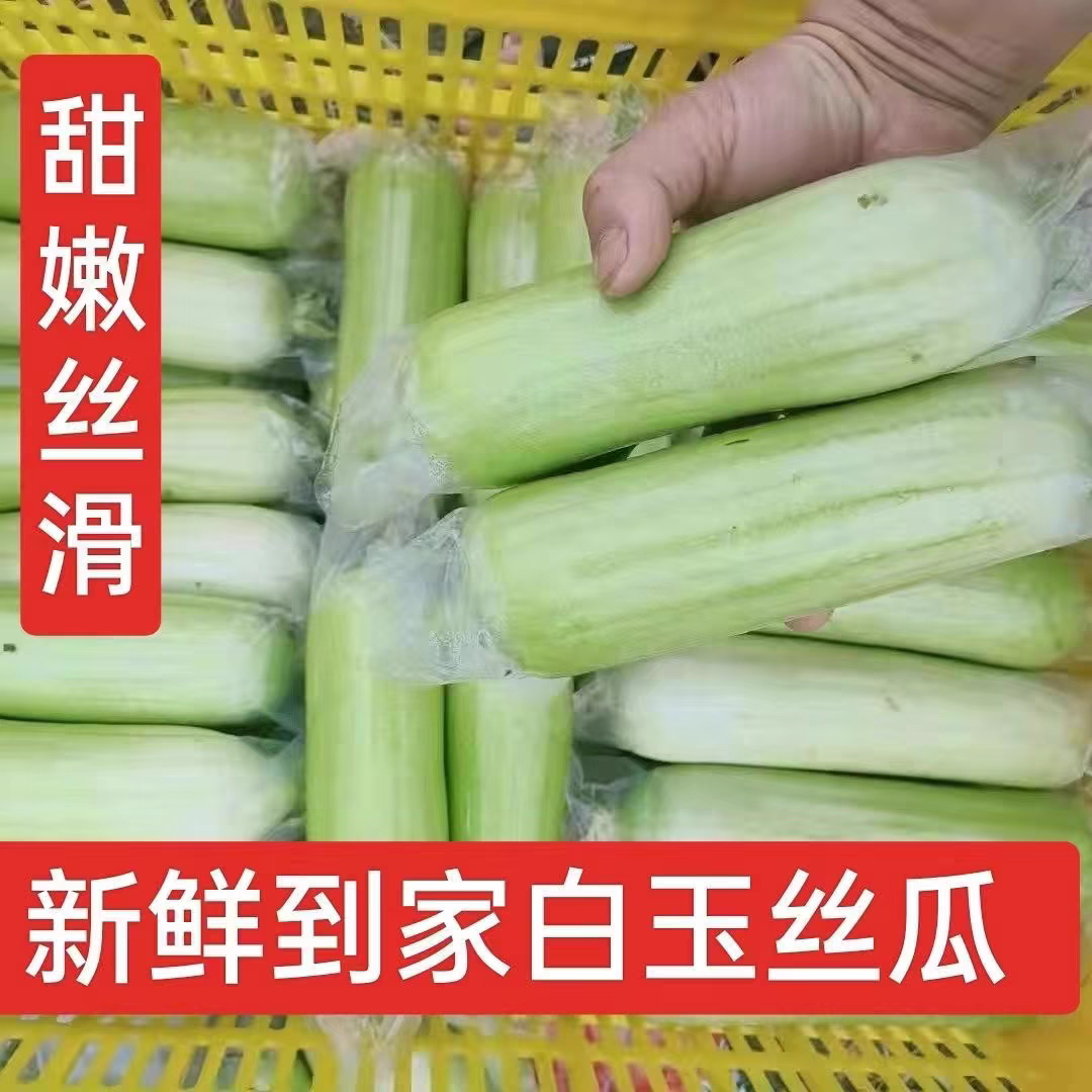 正宗湖南白玉丝瓜新鲜当季农家蔬菜短棒本地奶油肉丝瓜