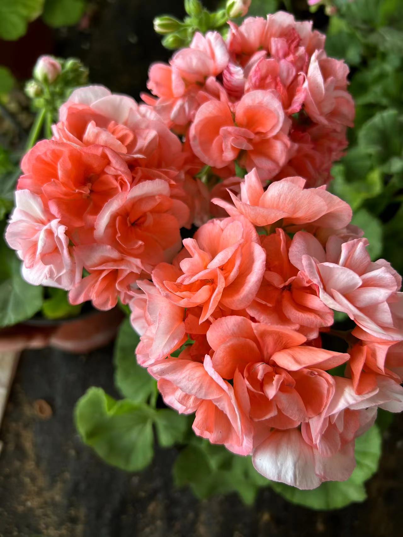 【高地浮雕】重瓣天竺葵 山东基地现货速发（包对版）