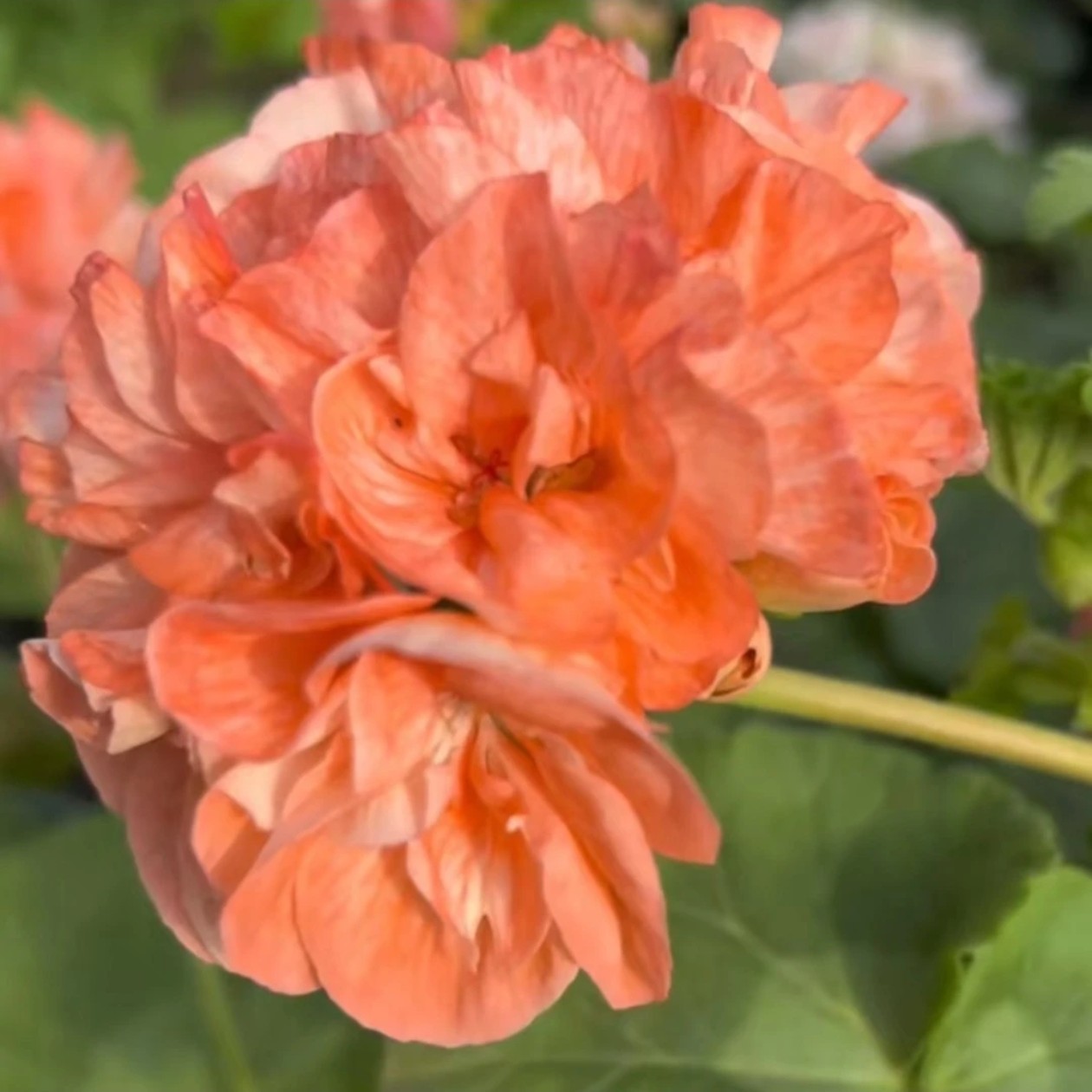 【桃之喜悦】重瓣大花球天竺葵