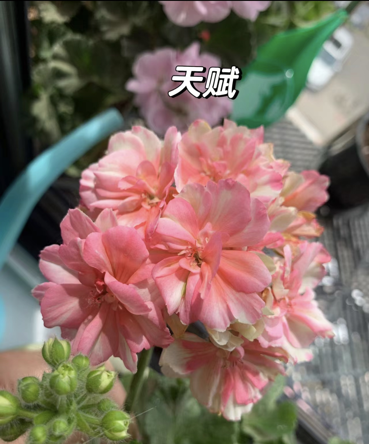 【天赋】复色直立重瓣大花球天竺葵