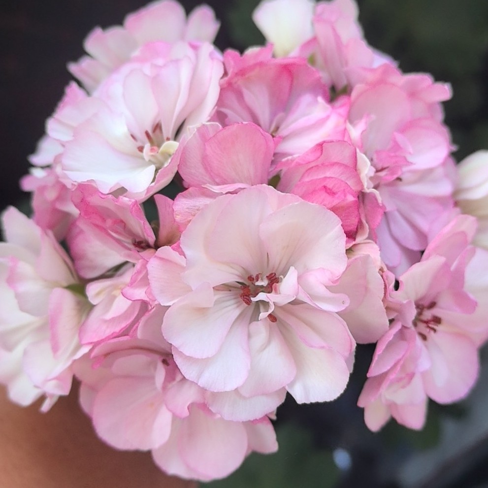 【甜蜜奶昔】重瓣大花球 带花苞发货 包对版  新品种