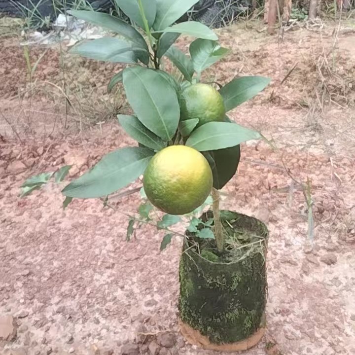 A4正品甜沃柑杯苗