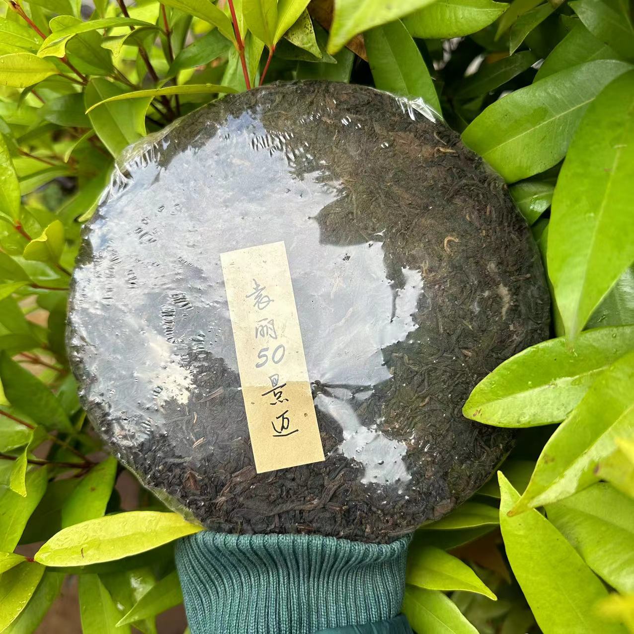 莎莎的茶   YL私藏50年代景迈老茶饼古树普洱茶357g/饼 生茶