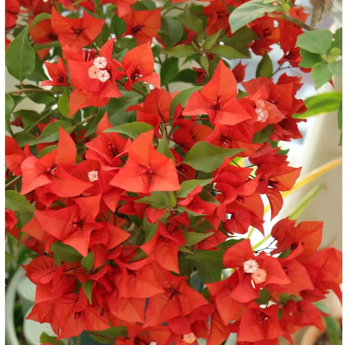 【红桑巴】三角梅品种苗四季勤花阳台门口庭院花园栽培爬藤植物开花