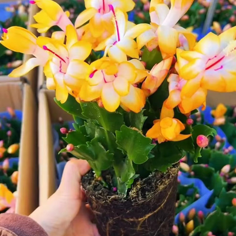 大黄色索菲亚蟹爪兰盆栽耐旱植物室内花卉客厅绿植客厅绿植大盆栽