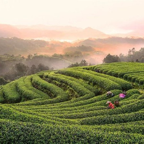 太姥白牡丹 五味 2018年白牡丹10gX4