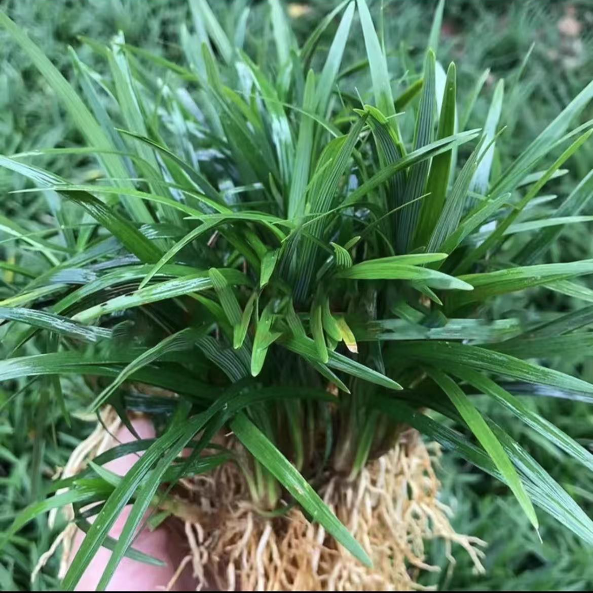 日本玉龙草矮麦冬草庭院绿化四季常青免修剪草皮