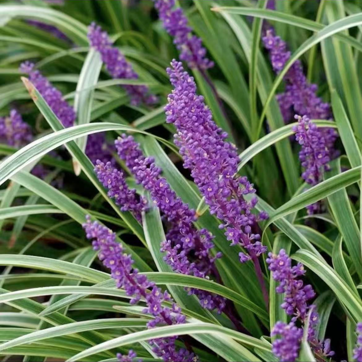 耐寒金边麦冬金叶麦冬草保护地被别墅庭院绿化苗阳台盆栽观赏绿植