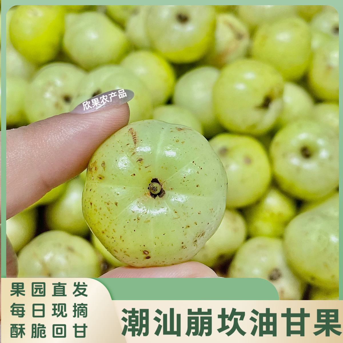 油甘鲜果油柑果新鲜崩坎丙甜牛甘余甘果无渣滇橄榄甜油甘酸涩回甘
