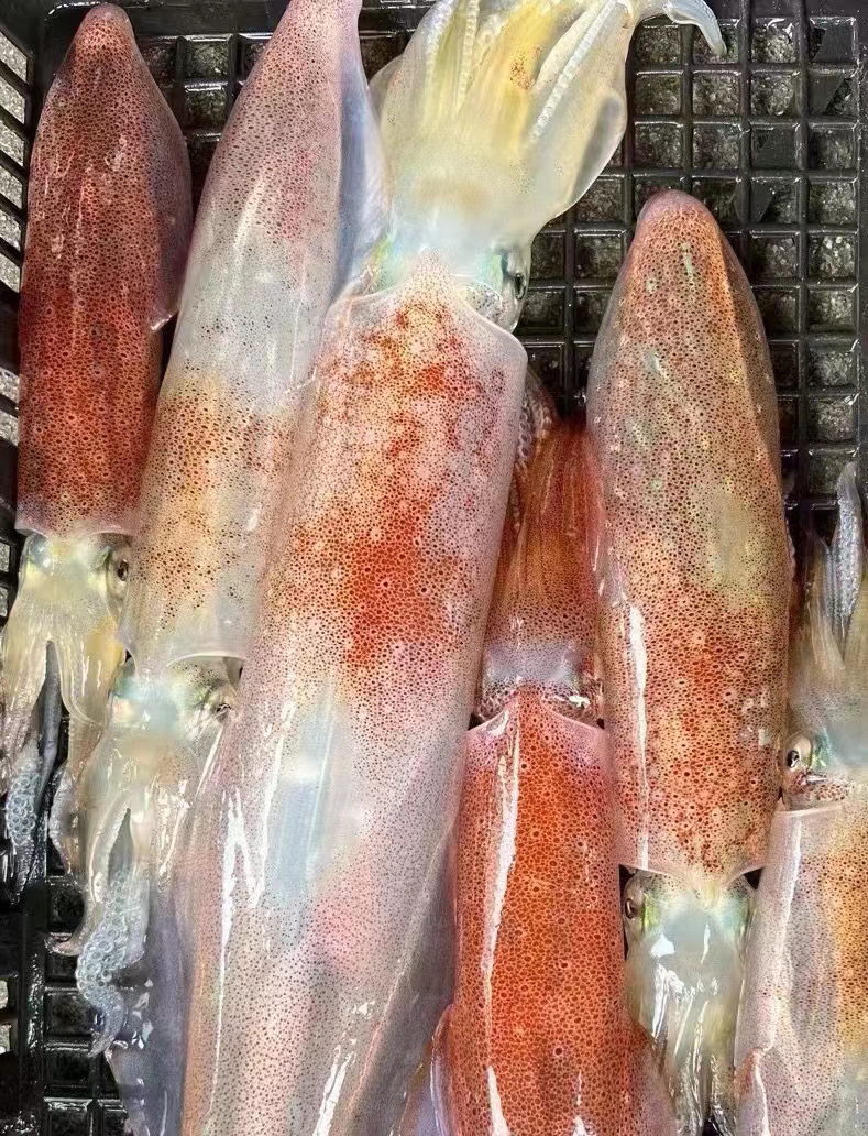 手钓活鱿鱼净重3斤（3斤约6一7个）（不包冰）脆甜美味，部分满籽满膏