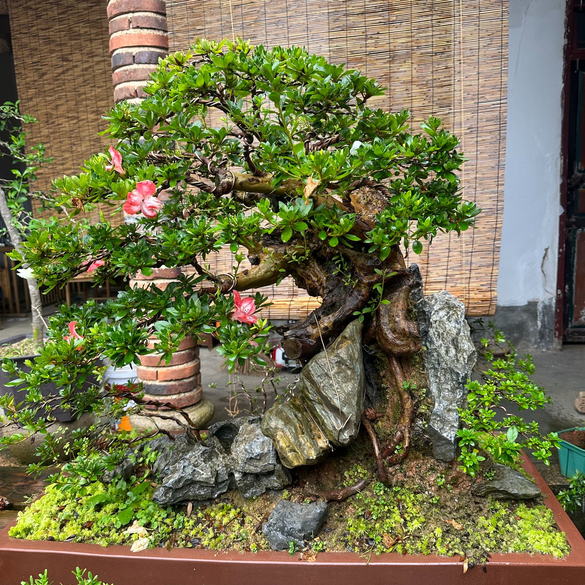 皋月杜鹃花高级造型盆栽花园小院好养活一手货源基地直销一物一拍
