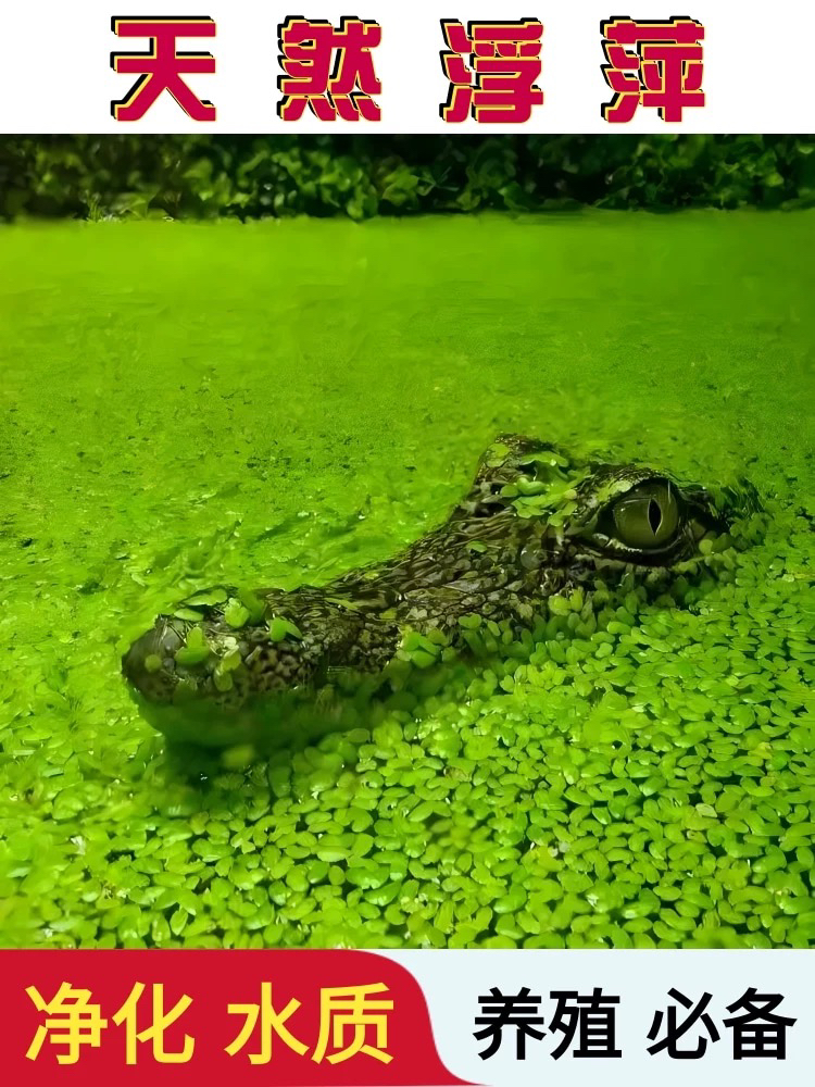 泰国斗鱼，净水绿植，天然水循环，沼泽过滤。一份两棵。养殖