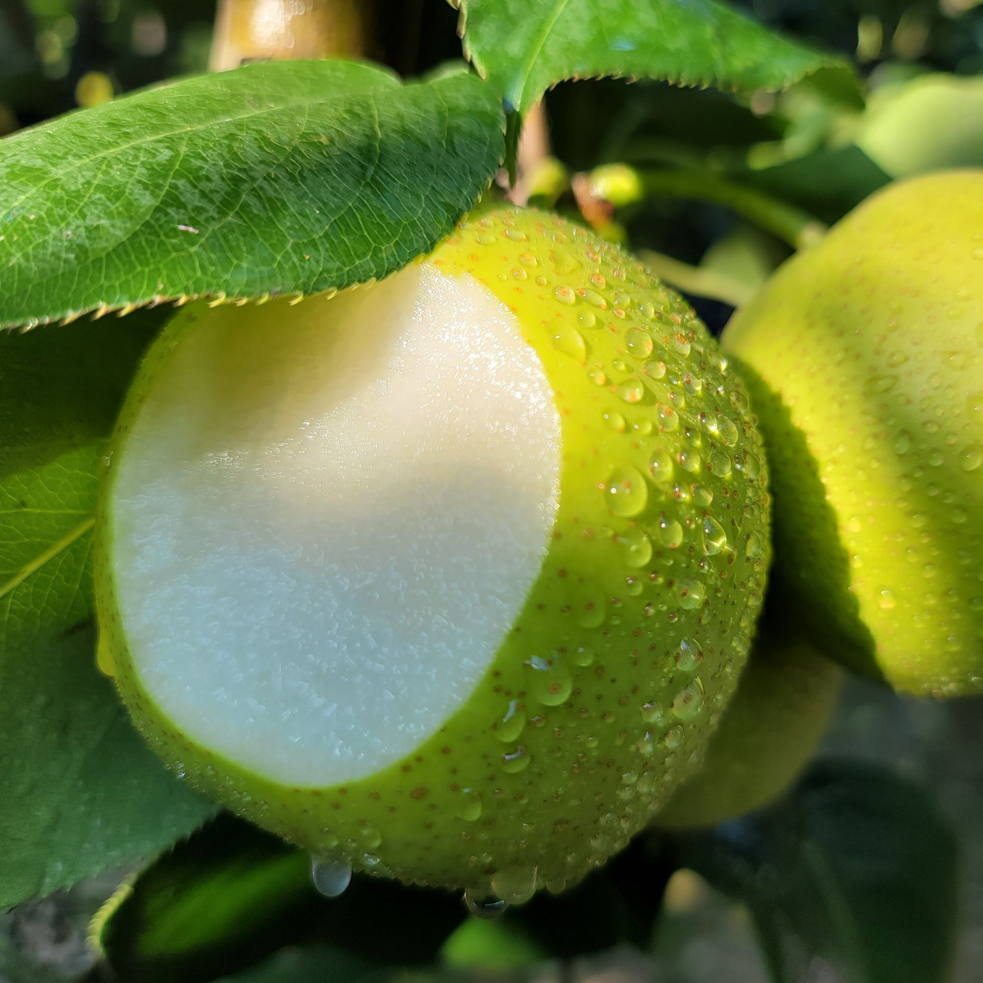 【申大哥夫妇推荐】现摘现发水果 砀山皇冠梨  青皮梨酸甜多汁