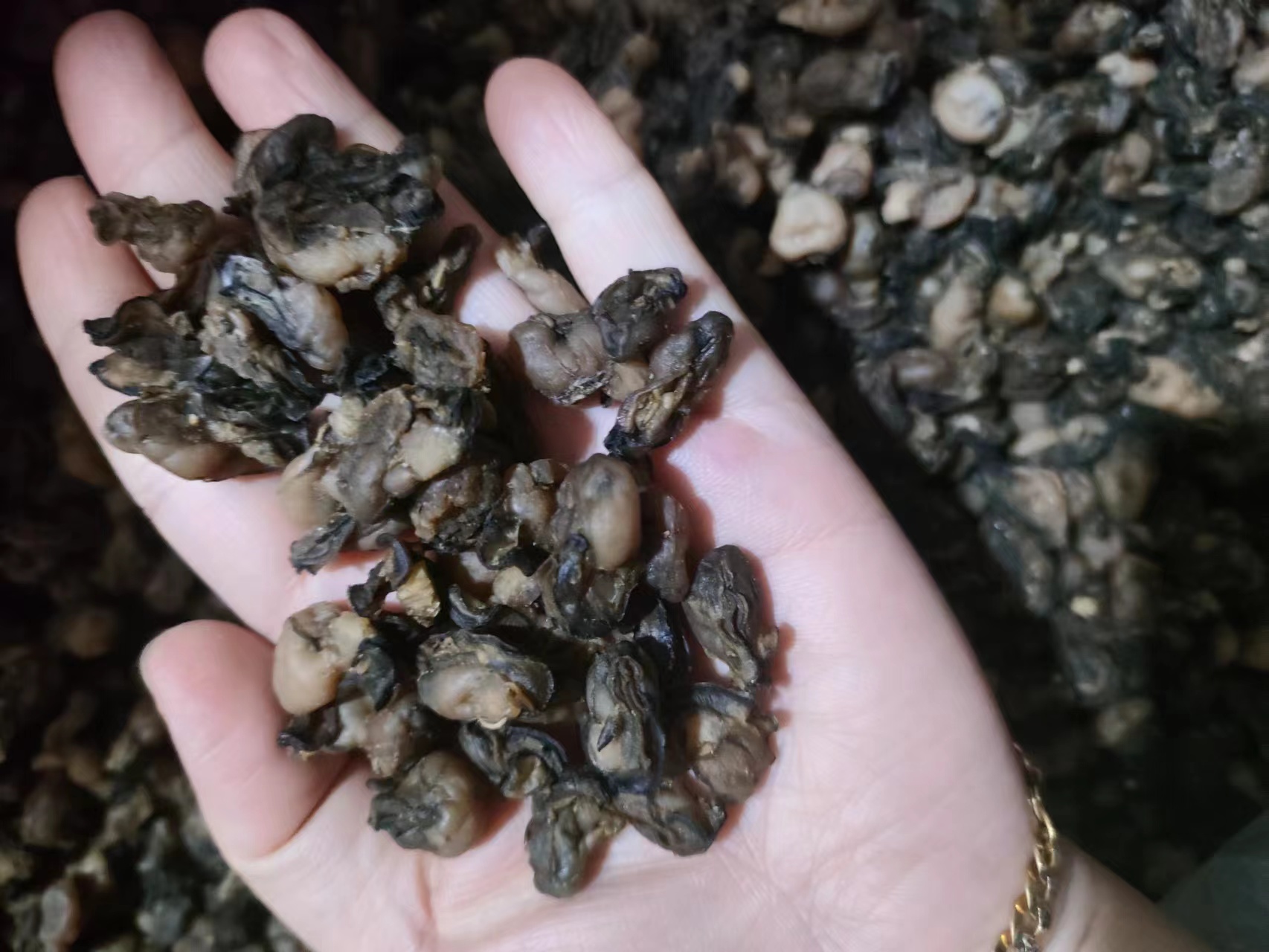 本地渔民晒淡干牡蛎干海鲜产品干货干蚝豉海蛎子