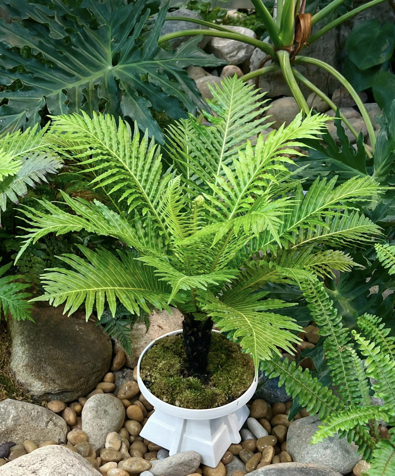 富贵蕨小桩客厅观叶绿植盆栽庭院盆景花卉四季常青好养大型