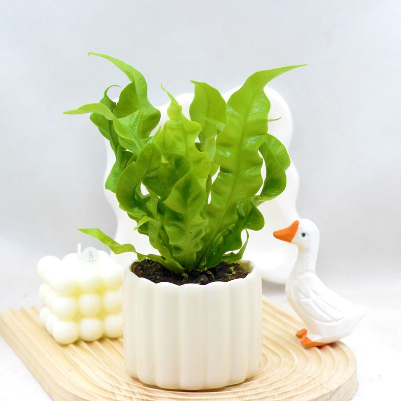 火焰鸟巢蕨观叶绿植 生态雨林缸假山微景观造景植物 室内客厅桌面