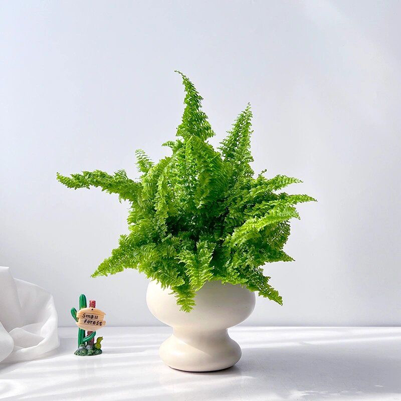 棉花糖蕨蕾丝蕨盆栽花卉玛丽大型莎蕨网红造景植物挂壁盆栽花卉