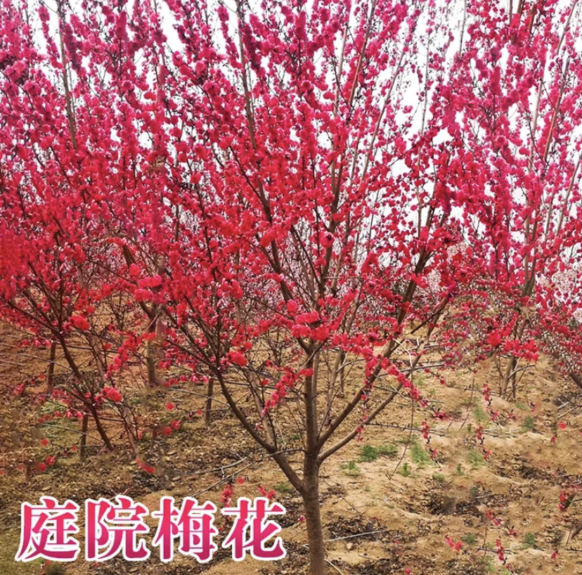 原生红梅树朱砂梅骨里红梅高杆庭院阳台盆景花卉盆栽浓香耐寒耐热