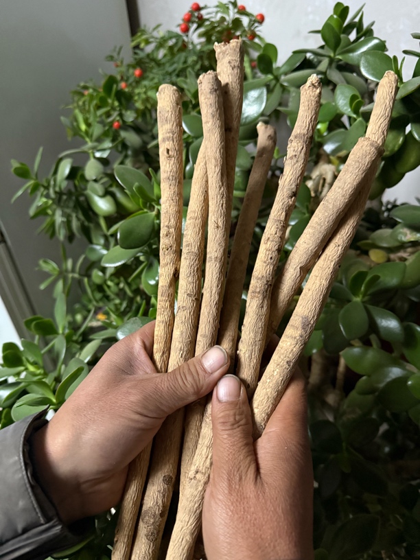 种植黄芪原条精选大条掐头去尾可搭配西洋参，枸杞煮水煲汤